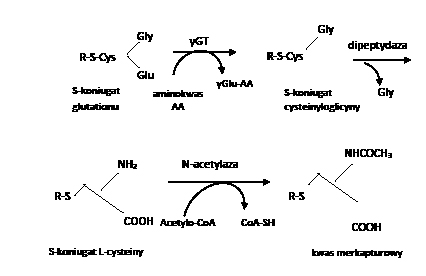 Ryc. 1. Mechanizm detoksykacji poprzez sprzęganie ksenobiotyków ze zredukowanym glutationem; R- ksenobiotyk, γGT - γ-glutamylotranspeptydaza. W pierwszym etapie γ-glutamylotranspeptydaza odłącza od glutationu kwas glutaminowy, następnie dipeptydaza cysteinyloglicynowa usuwa z dwupeptydu cząsteczkę glicyny, kolejnym etapem jest N-acetylacja koniugatu S-cysteiny z wytworzeniem kwasu merkapturowego