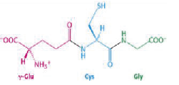 Ryc. 2. Wzór strukturalny glutationu: γ-Glu – kwas gamma-glutaminowy, Cys – cysteina, Gly – glicyna