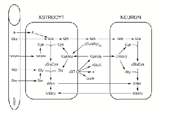 Ryc. 3. Schemat interakcji między astrocytem i neuronem w metabolizmie glutationu. GSH – zredukowany glutation, GSSG – utleniony glutation (disulfid glutationowy), γGT - γ-glutamylotranspeptydaza, Cys - cysteina, Glu - glutaminian, Gly - glicyna, Ser – seryna, Gln – glutamina, A - aminokwasy służące do syntezy glutaminianu, X - akceptor reszty γ-glutamylowej. Komórki neurogleju wykorzystują różne egzogenne substraty do syntezy glutationu. GSH uwalniany z astrocytów rozkładany jest przez γGT do CysGly i służy jako prekursor neuronalnego glutationu. Ponadto glutamina uwalniana z astrocytów wykorzystywana jest przez neurony jako prekursor glutaminianu niezbędnego do syntezy GSH