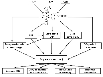 Ryc. 3. Poznane oraz potencjalne cele biologiczne KP1019 (wg [5] zmodyfikowano)