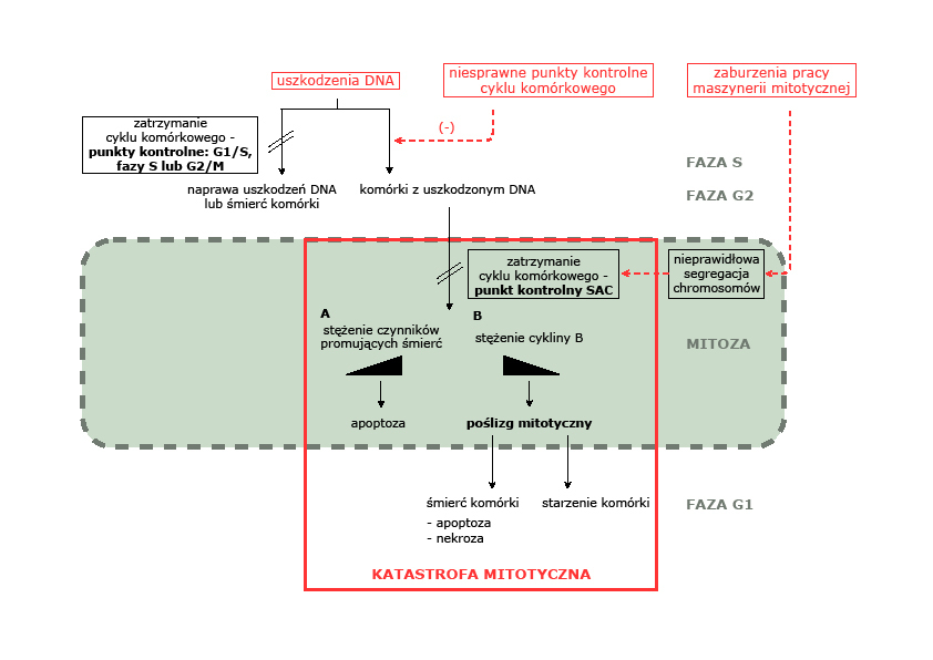 Ryc. 1. Mechanizm katastrofy mitotycznej. Czynniki wywołujące katastrofę mitotyczną, tj. rozległe uszkodzenia DNA, niesprawne punkty kontrolne cyklu komórkowego oraz zaburzenia pracy maszynerii mitotycznej prowadzą do zatrzymania cyklu komórkowego podczas mitozy (punkt kontrolny SAC). W tym czasie  w komórce zachodzą dwa niezależne procesy – wzrost stężenia czynników promujących śmierć (A) oraz spadek stężenia cykliny B (B). Jeśli proces A osiągnie wartość progową jako pierwszy, komórka kierowana jest na drogę apoptozy jeszcze podczas fazy mitozy, jeśli proces B – komórka wychodzi z mitozy w wyniku poślizgu mitotycznego i ulega śmierci lub starzeniu