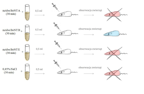 Ryc. 4. Procedura biologicznego testu neutralizacji przeprowadzanego na myszach rasy ICR stosowanego do wykrywania toksyny botulinowej (BoNT). Przedstawiony wynik testu przy założeniu, że w surowicy pacjenta znajdowała się toksyna botulinowa typu B; mAbα BoNT - monoklonalne przeciwciała skierowane przeciwko toksynie botulinowej odpowiednio typu A, B lub E