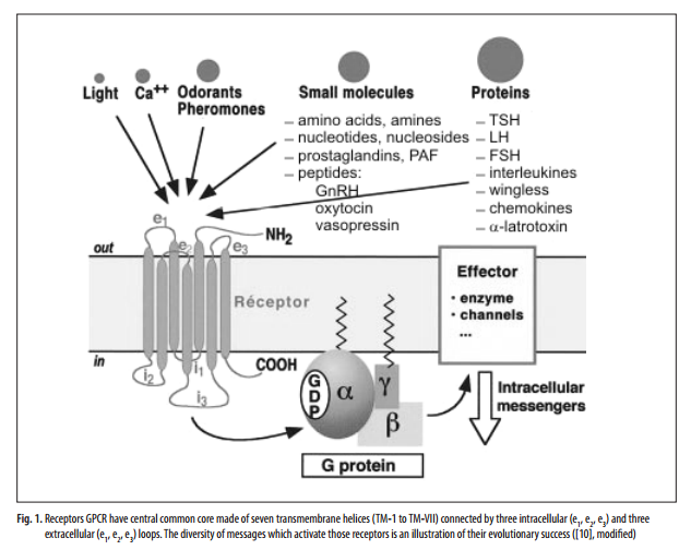 Superfamily of G-protein coupled receptors (GPCRs) – extraordinary and ...